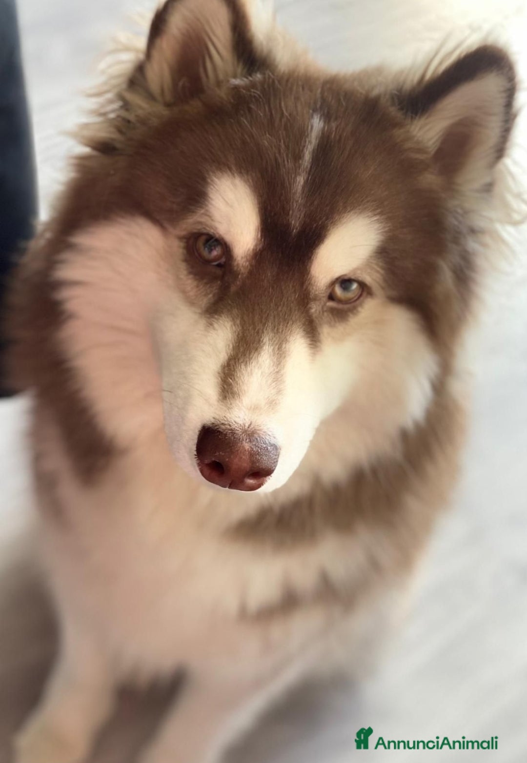 Altre razze cani in regalo: Jordan cerca casa a Città metropolitana di Roma Capitale - Annuncio 2