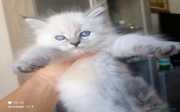 Siberiano gatti in vendita: Cuccioli siberiani  - Annuncio 8