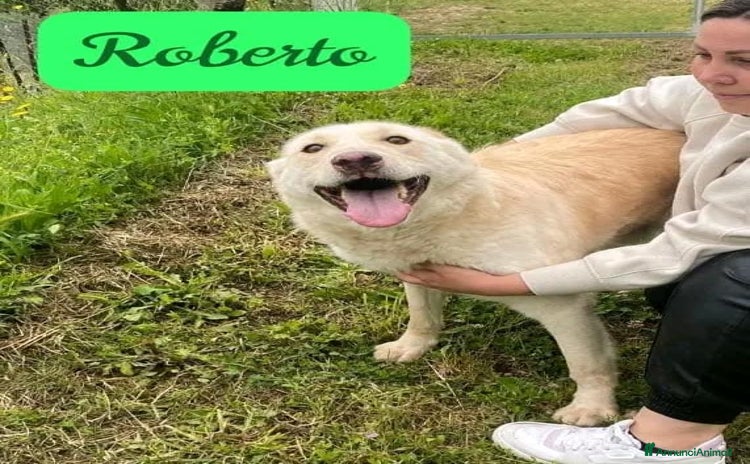 Meticcio cani ROBERTO socievole - affettuoso! tg media - Annuncio 1