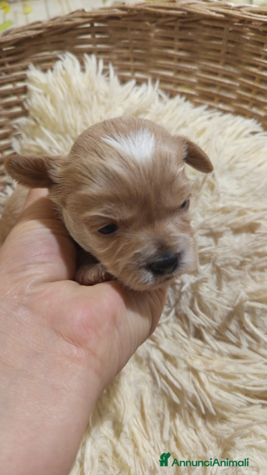 Meticcio cani in vendita: Cuccioli di Maltipoo toy, disponibili da metà mese - Annuncio 7