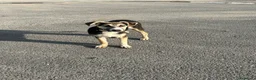 Meticcio cani in regalo: MERAVIGLIE CERCANO CASA - Annuncio 8