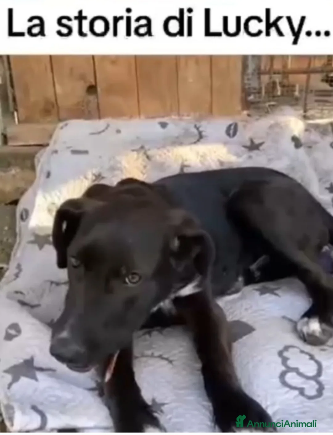 Meticcio cani in regalo: 18mesi tg media nero,in canile.MILANO SOS CASA - Annuncio 7