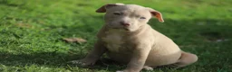 Pitbull cani in vendita: Pit Bull con pedigree anche a rate  - Annuncio 7