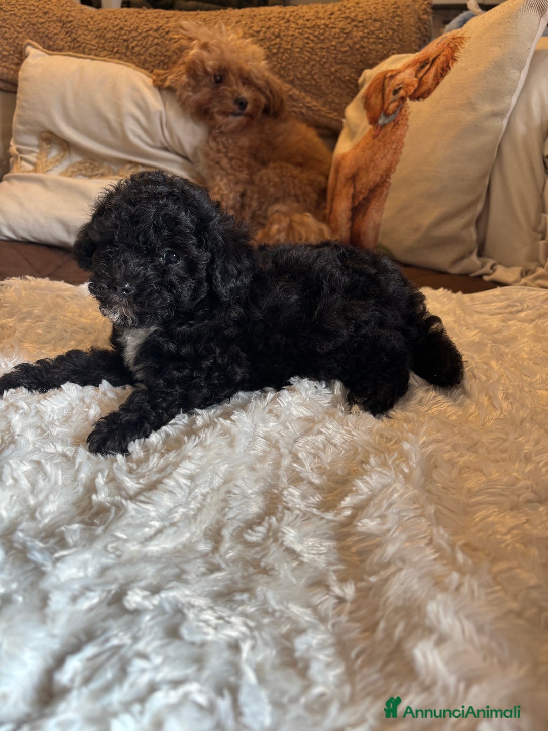 Barboncino Toy cani in vendita: barboncini toy - Annuncio 7