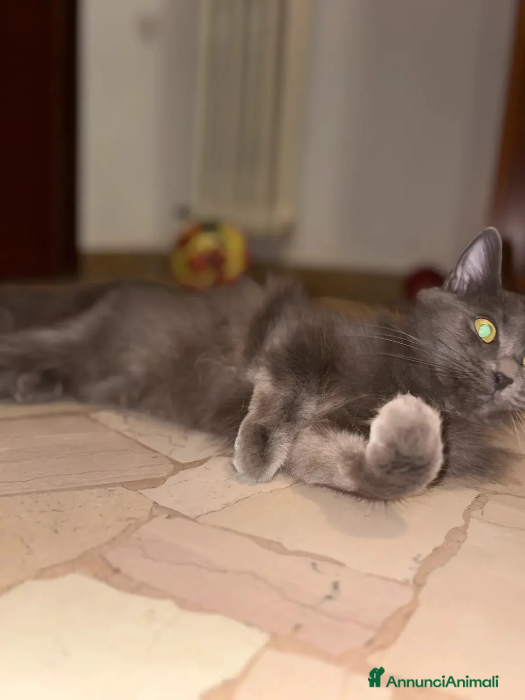 Europeo gatti in regalo: Gatto grigio a pelo lungo a Provincia di Mantova - Annuncio 2