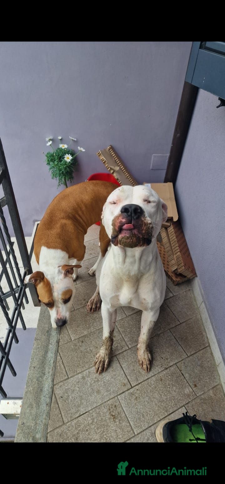 Dogo Argentino cani Montata  - Annuncio 1