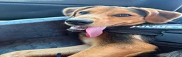 Meticcio cani in vendita: Cucciolo  a Provincia di Lecco - Annuncio 3