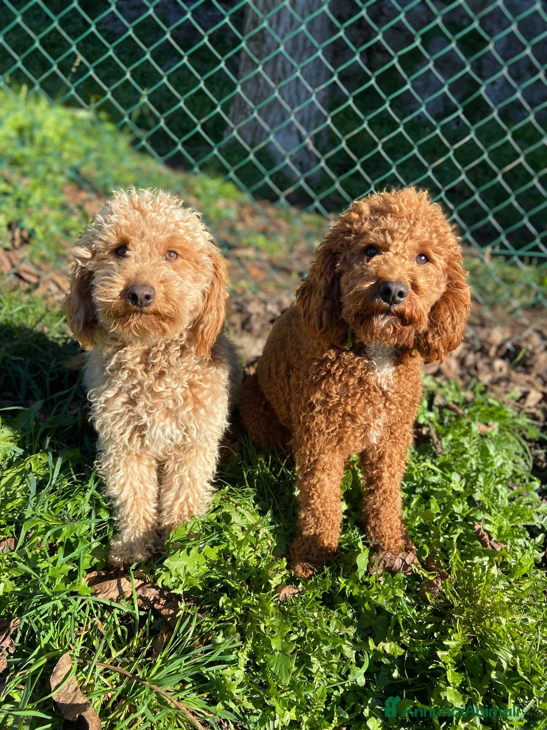 Barboncino cani in vendita: Cucciole di BARBONCINO - Annuncio 4