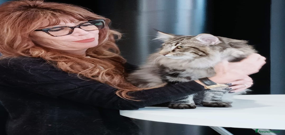 Immagine della galleria {{count}}