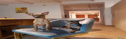 Pinscher Miniatura cani in vendita: Pinscher toy miniature  a Provincia di Latina - Annuncio 6