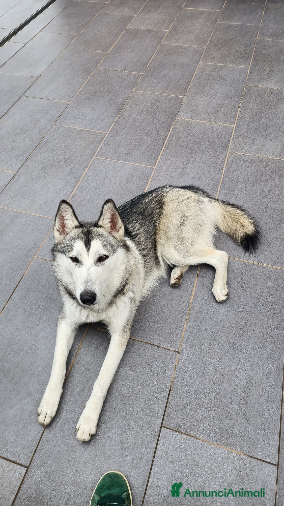 Lupo Cecoslovacco cani Cane Lupo Cecoslovacco - Annuncio 1