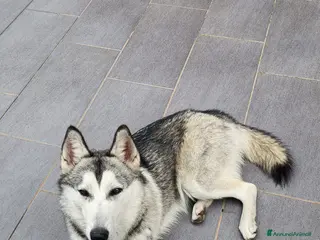 Lupo Cecoslovacco cani Cane Lupo Cecoslovacco - Annuncio 1