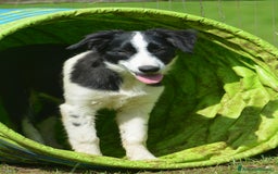 Border Collie cani in vendita: Border Collie con pedigree  a Provincia di Vicenza - Immagine 6