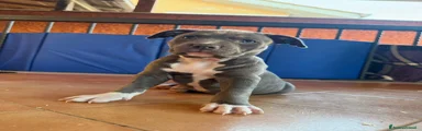 Pitbull 5