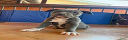 Pitbull cani in vendita: CUCCIOLI DI PITBULL CON PEDIGREE DISPONIBILI a Città metropolitana di Roma Capitale - Annuncio 4