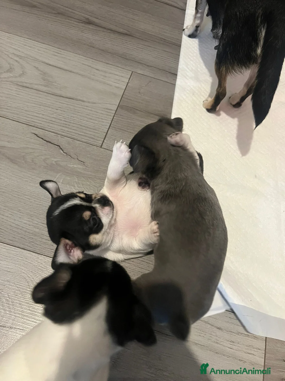 Chihuahua cani in vendita: Zampe felice🐾🐾🐾 - Annuncio 9