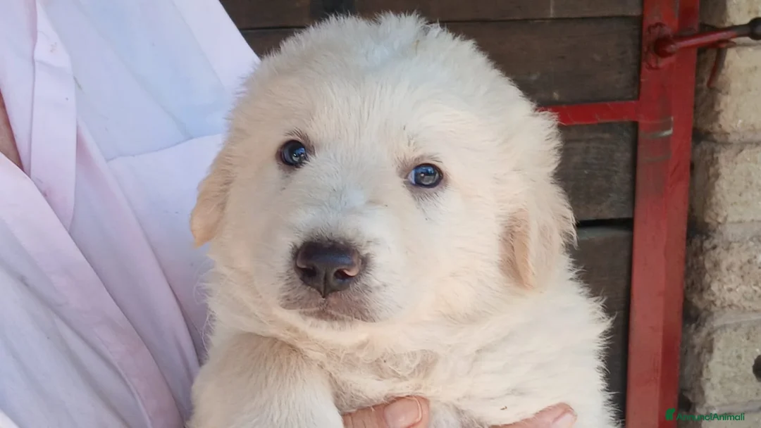 Meticcio cani in regalo: SANSA CUCC MAREMMANO CERCA LA SUA FAMIGLIA - Annuncio 1