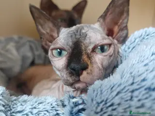 Sphynx gatti Canadian Sphynx Cuccioli Pedigree - Prenotazioni - Annuncio 3