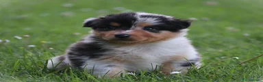 Fay