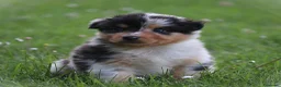Australian Shepherd cani in vendita: Cucciolini di Australian Shepherd- Cucciolata Enya - Annuncio 12