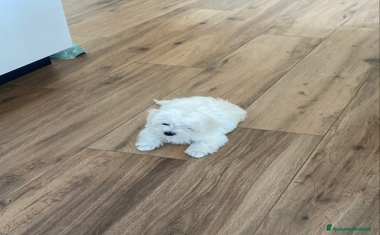 Maltese cani a Città Metropolitana di Bari - Annuncio 1