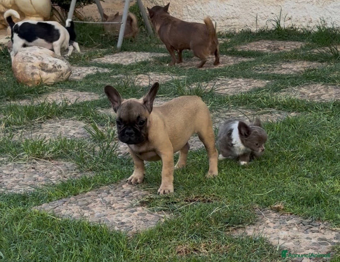 Bulldog Francese cani in vendita: Bulldog francese femmina fulva a Città metropolitana di Milano - Immagine 7