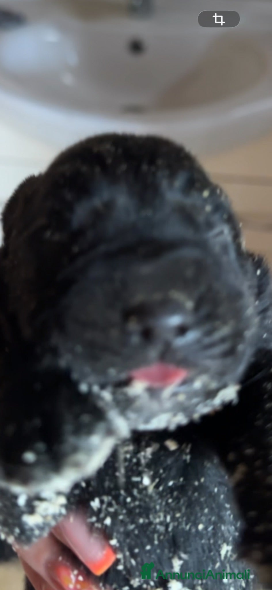 Labrador cani Cuccioli di labrador neri appena nati - Annuncio 1