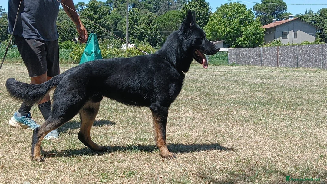 Pastore Tedesco cani in vendita: Cuccioli disponibili di Pastore Tedesco a Provincia di Modena - Annuncio 6
