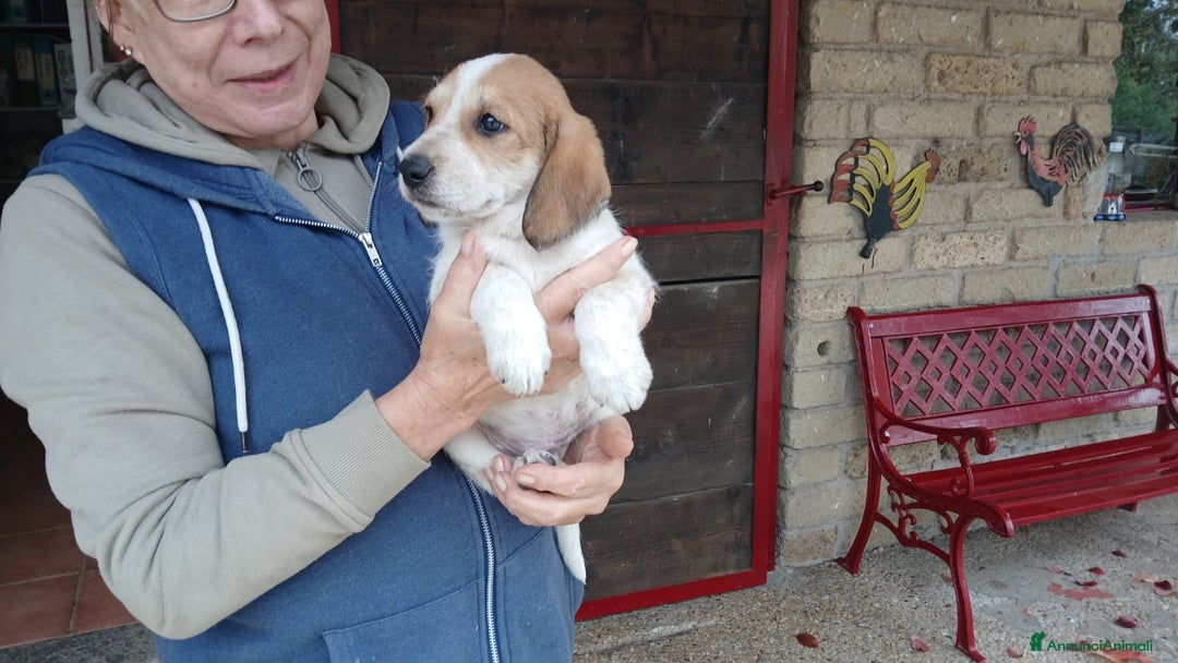 Meticcio cani in regalo: ABRAMO STA CERCANDO LA SUA FAMIGLIA - Annuncio 4