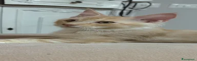 Maine Coon 2