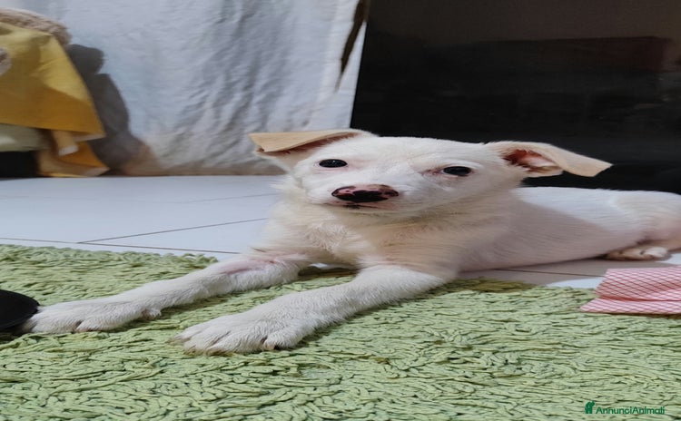 Meticcio cani - Annuncio 12