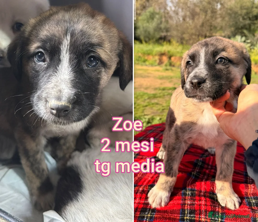 Meticcio cani in regalo: TROPPI CUCCIOLI ABBANDONATI  - Annuncio 2