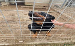 Rottweiler cani in regalo: Ares: 5 anni, Rottweiler equilibrato, socievole  a Città Metropolitana di Genova - Immagine 10