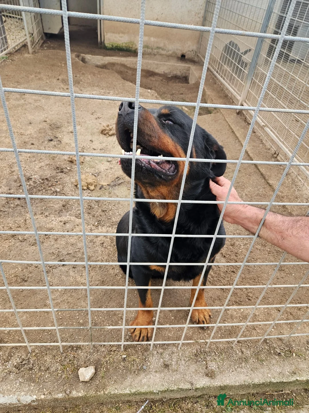Rottweiler cani in regalo: Ares: 7 anni, Rottweiler equilibrato, socievole  a Città Metropolitana di Genova - Annuncio 13