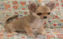 Chihuahua cani in vendita: Chihuahua Femmina a pelo lungo con Pedegree Enci  - Annuncio 3