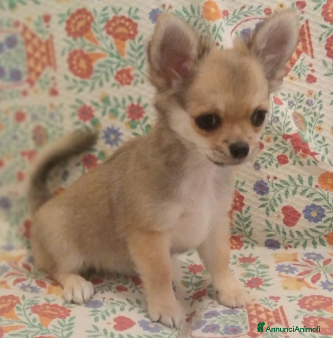 Chihuahua cani in vendita: Chihuahua Femmina a pelo lungo con Pedegree Enci  - Annuncio 3