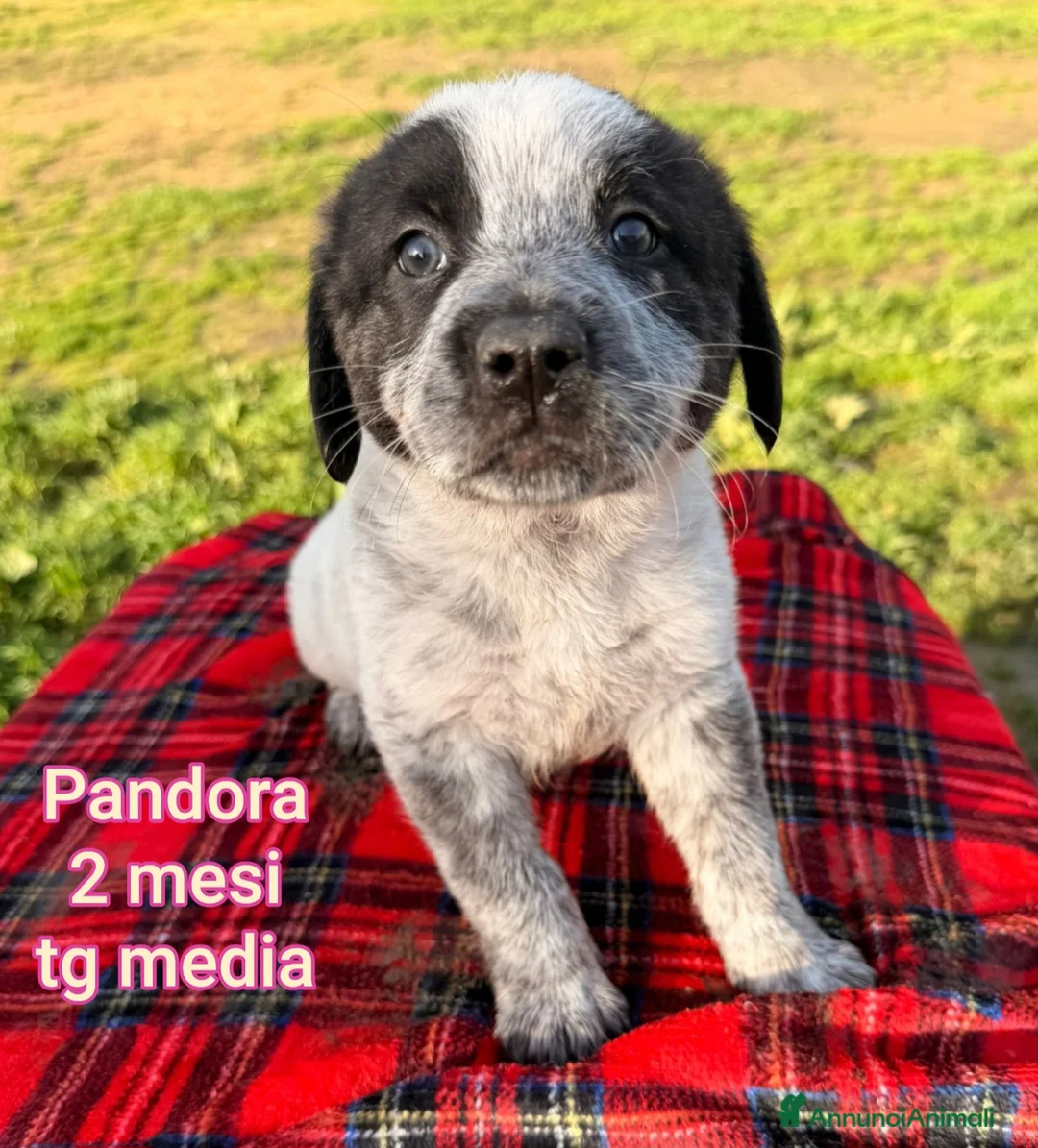 Meticcio cani in regalo: CUCCIOLI SENZA CASA TENERISSIMI  - Annuncio 1