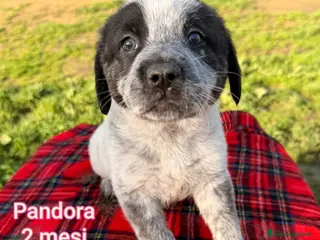 Meticcio cani CUCCIOLI SENZA CASA TENERISSIMI - Annuncio 15