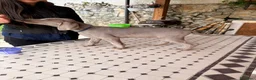 Weimaraner cani in vendita: Cuccioli di Weimaraner con Pedigree ENCI - Annuncio 2