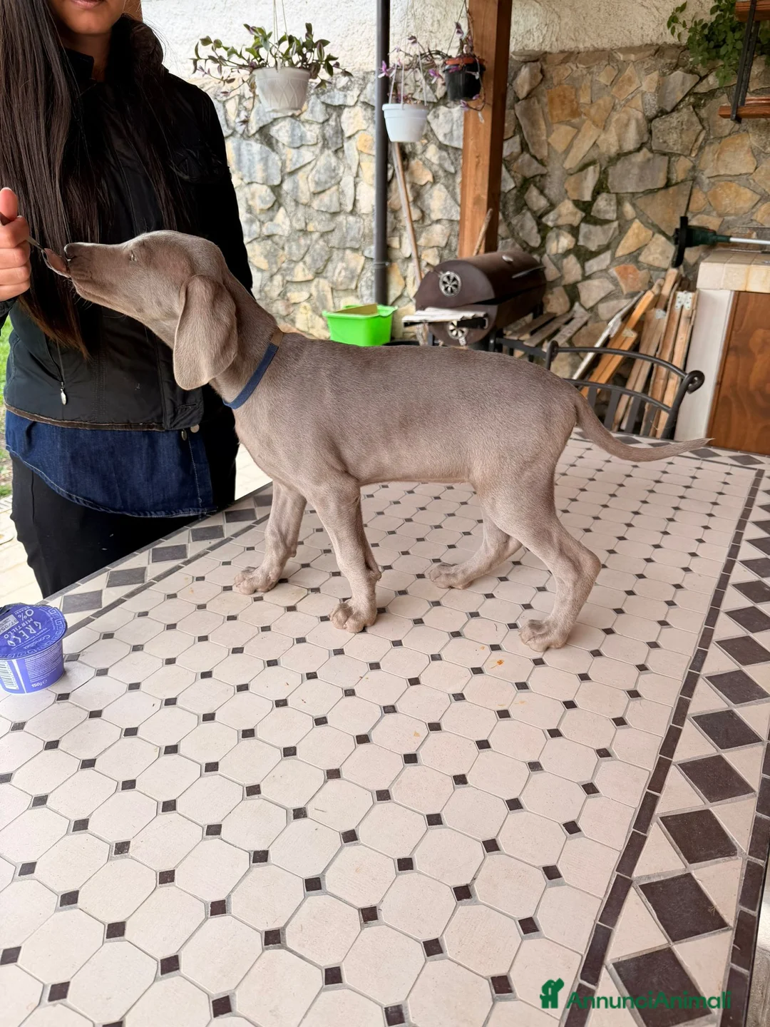 Weimaraner cani in vendita: Cuccioli di Weimaraner con Pedigree ENCI - Annuncio 2