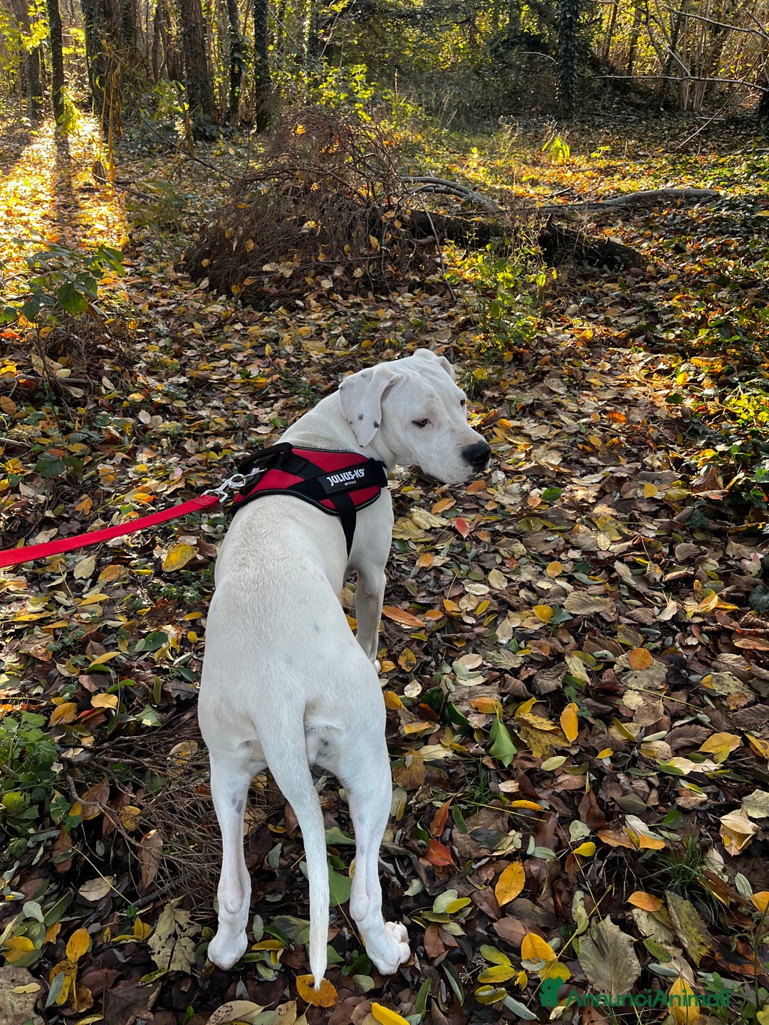 Dogo Argentino cani in regalo: Dogo argentino femmina 8 mesi - Annuncio 4