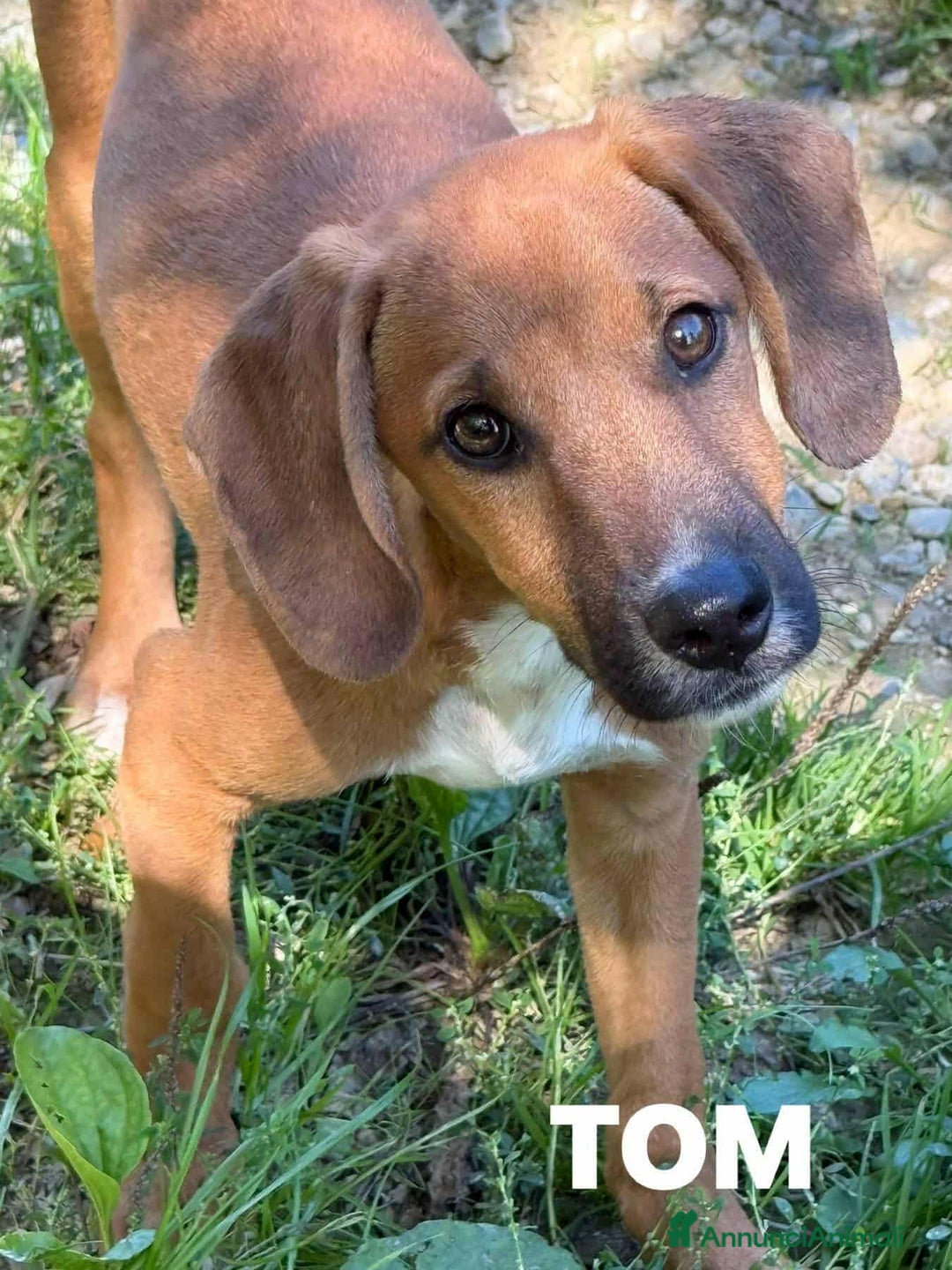 Meticcio cani in regalo: TOM & TINO, buffissimi cuccioli orecchie lunghe! - Annuncio 2