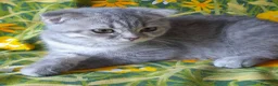 Scottish gatti in vendita: Cuccioli Scottish fold e Scottish straight  - Annuncio 7