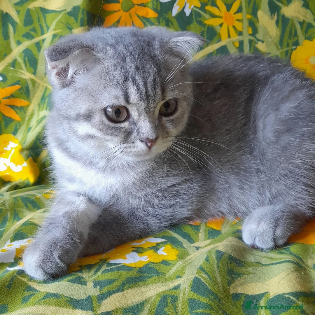 Scottish gatti in vendita: Cuccioli Scottish fold e Scottish straight  - Annuncio 7