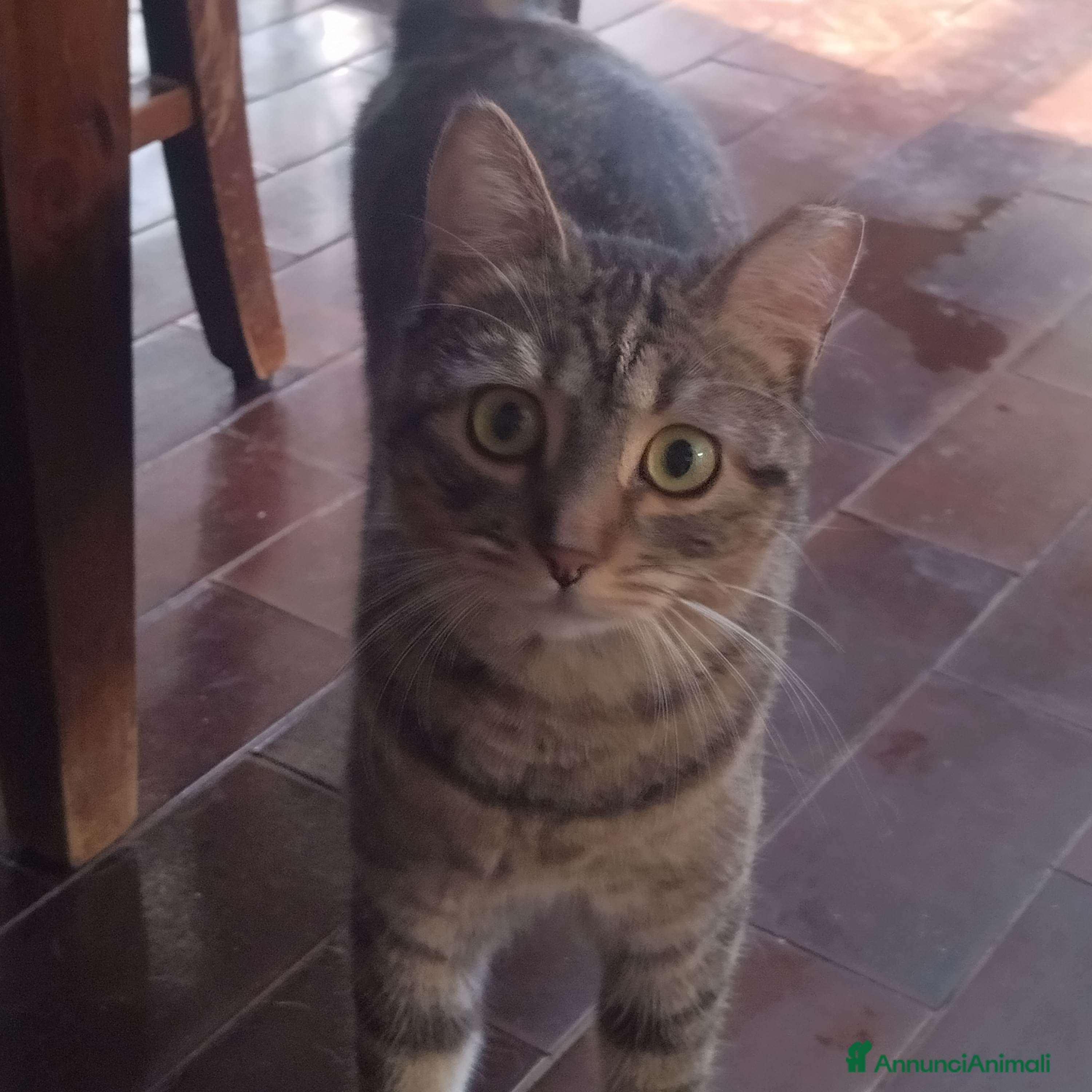 Europeo gatti GATTA AFFETTUOSA - Annuncio 5