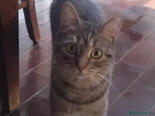 Europeo gatti GATTA AFFETTUOSA - Annuncio 5