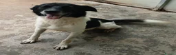Meticcio cani in regalo: BELLISSIMO RUPIN - Annuncio 2