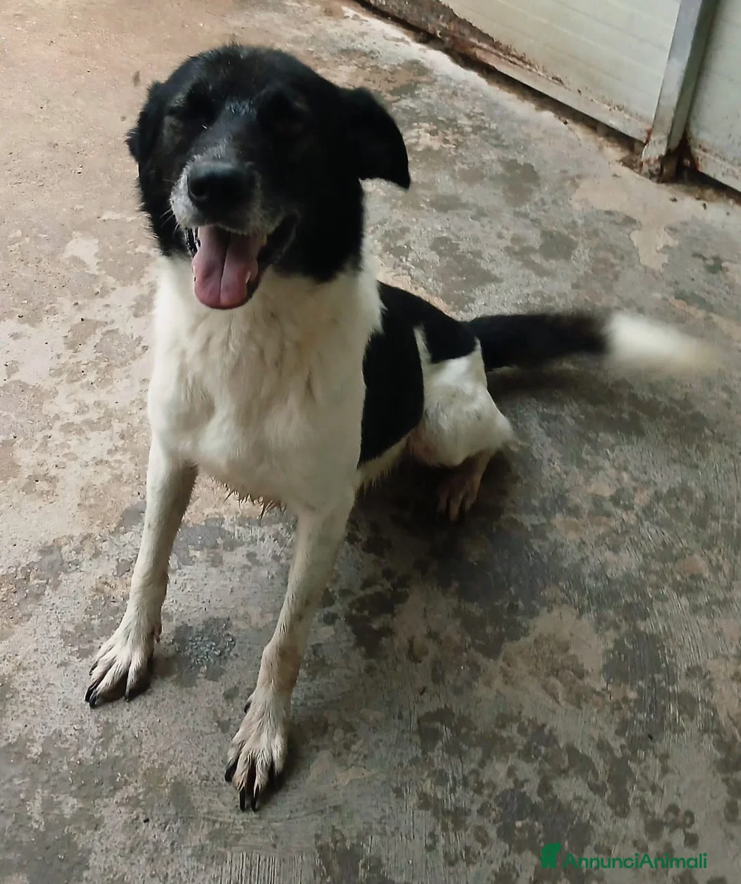 Meticcio cani in regalo: BELLISSIMO RUPIN - Annuncio 2