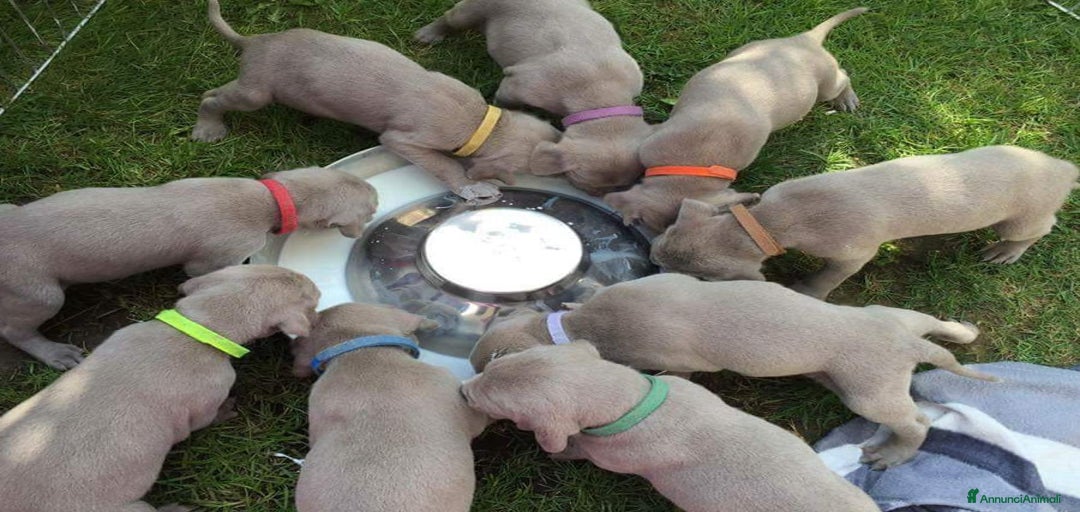 Immagine della galleria {{count}}