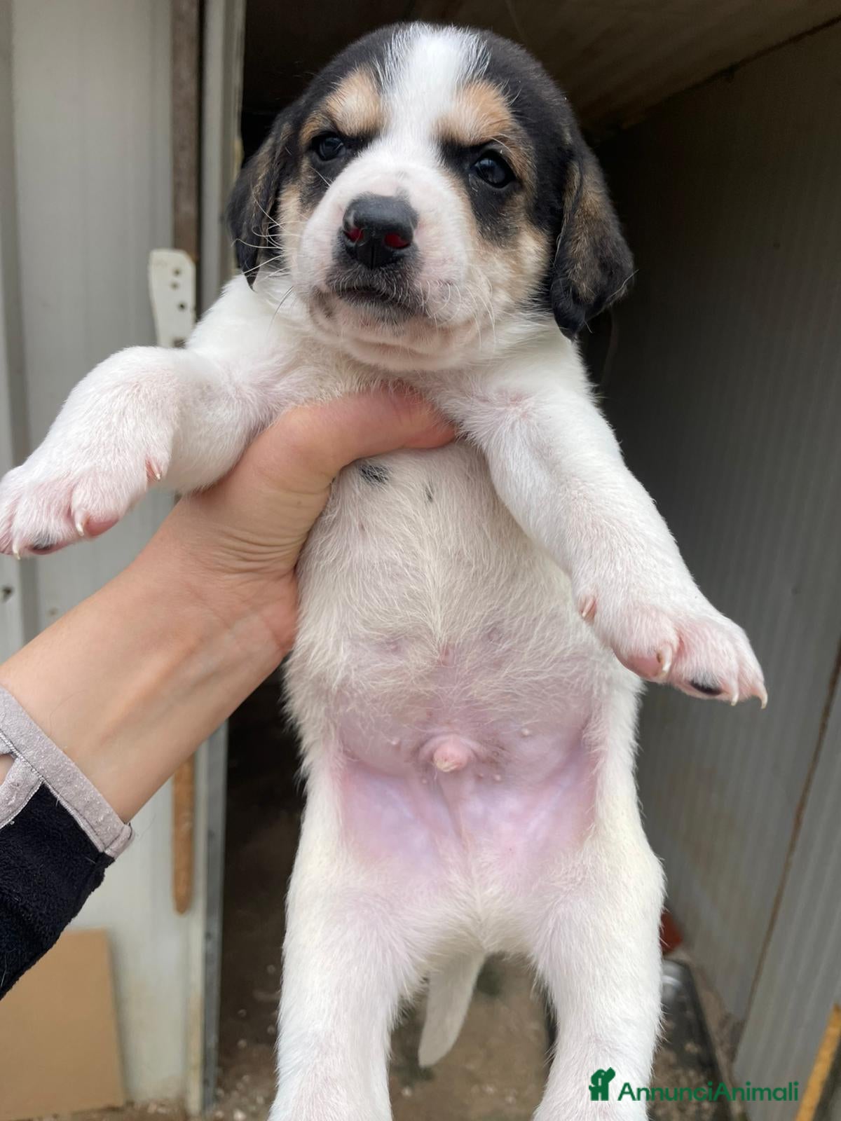 Segugio cani ORIONE DOLCE CUCCIOLOTTO - Annuncio 18